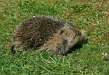 Hedgehog